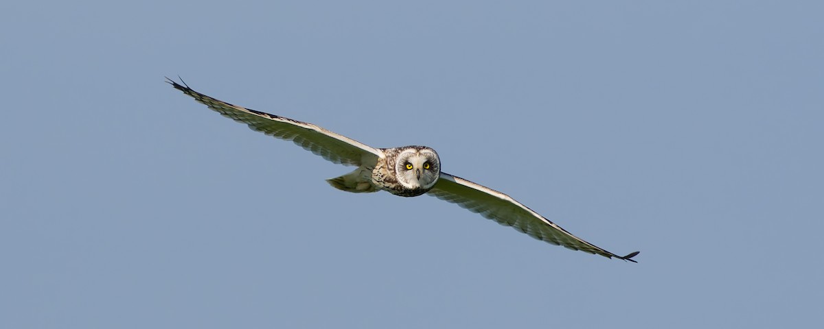 Short-eared Owl - Peter Kennerley