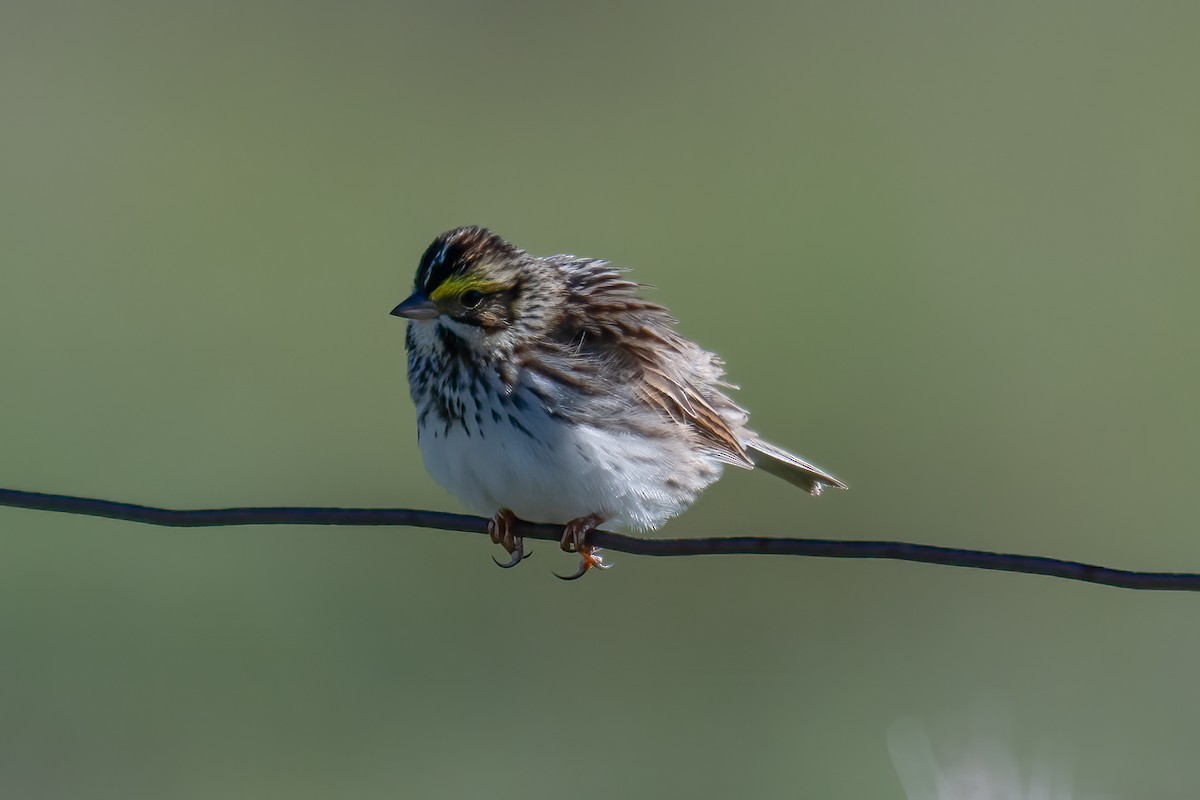 Savannah Sparrow - ML618724289