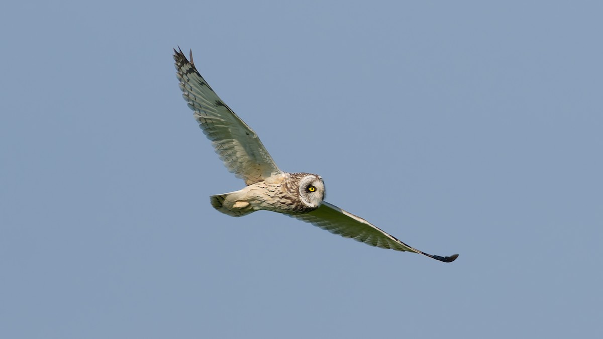 Short-eared Owl - ML618724305