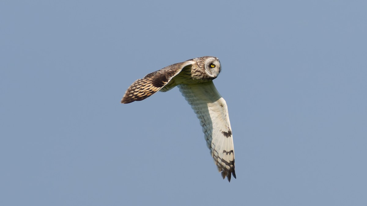 Short-eared Owl - ML618724306