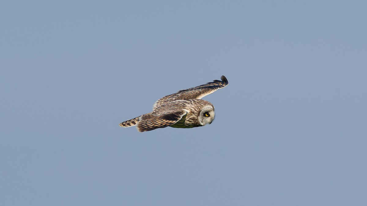 Short-eared Owl - Peter Kennerley