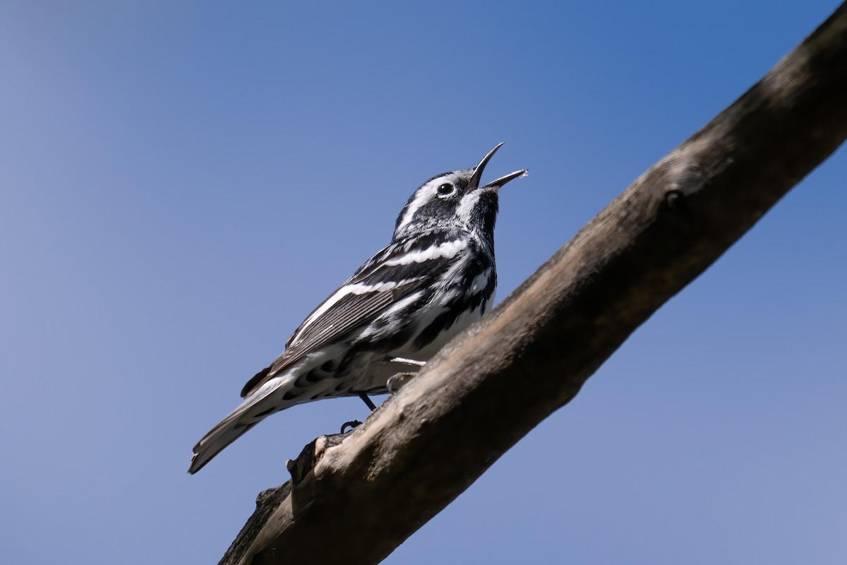Black-and-white Warbler - ML618724338