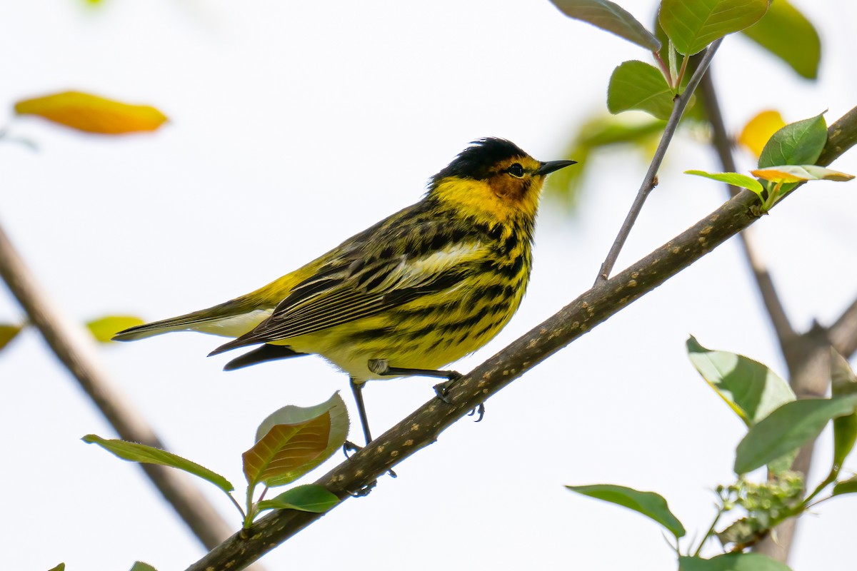 Cape May Warbler - ML618724355
