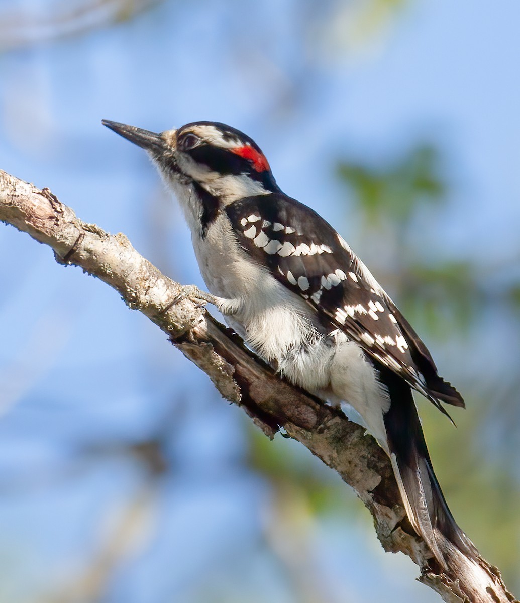 Hairy Woodpecker - ML618724366
