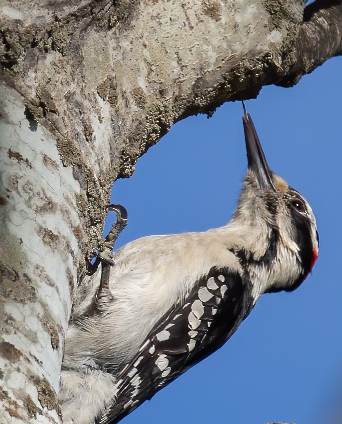 Hairy Woodpecker - ML618724368