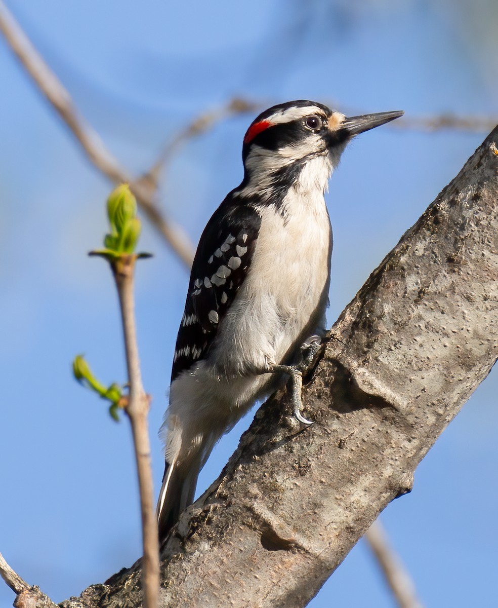 Hairy Woodpecker - ML618724369