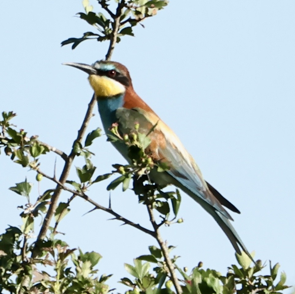 European Bee-eater - ML618724376