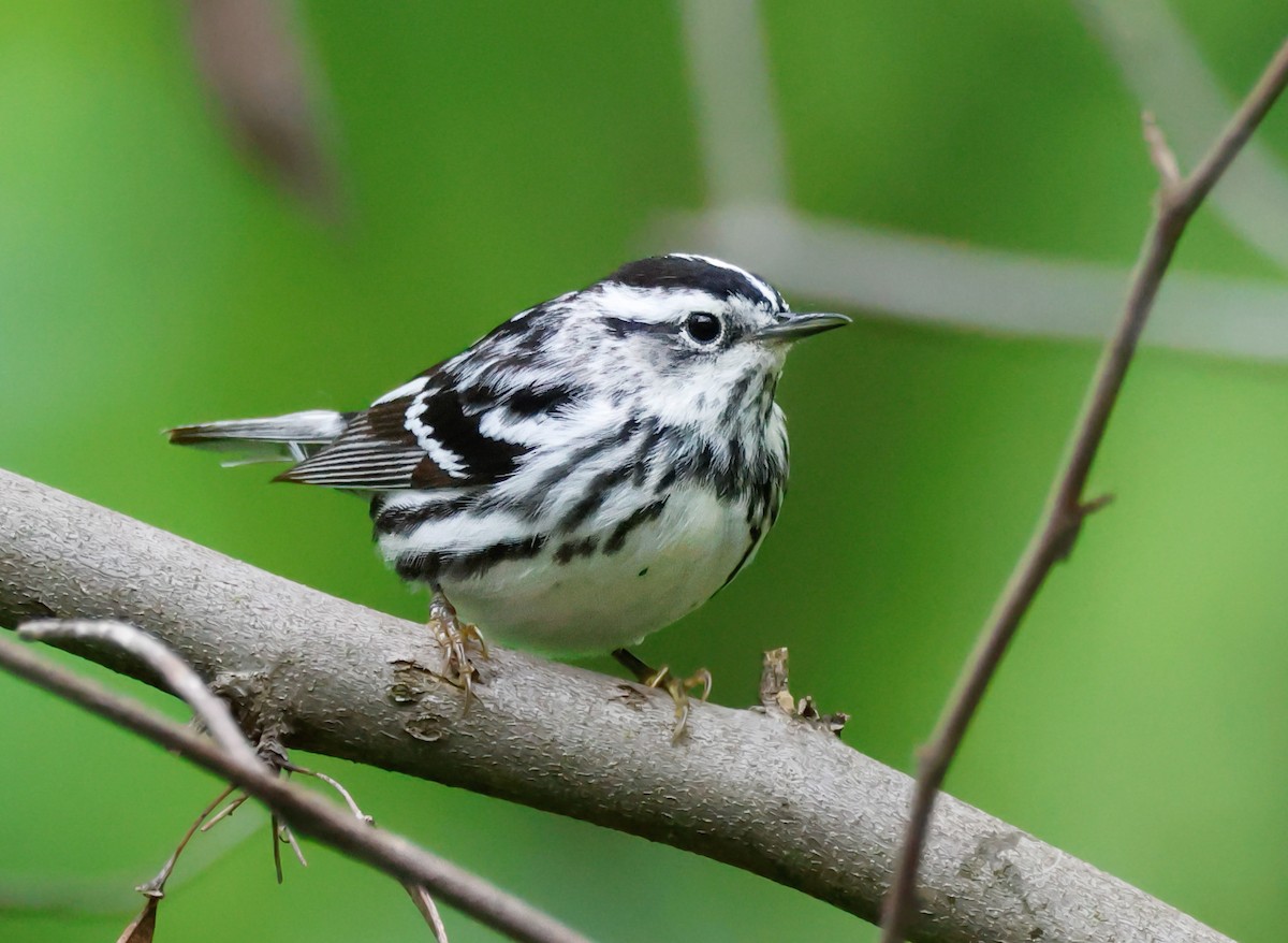 Black-and-white Warbler - ML618724392