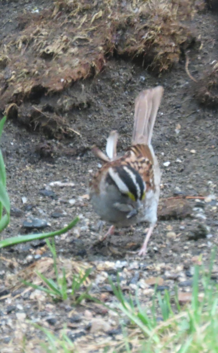 White-throated Sparrow - ML618724429