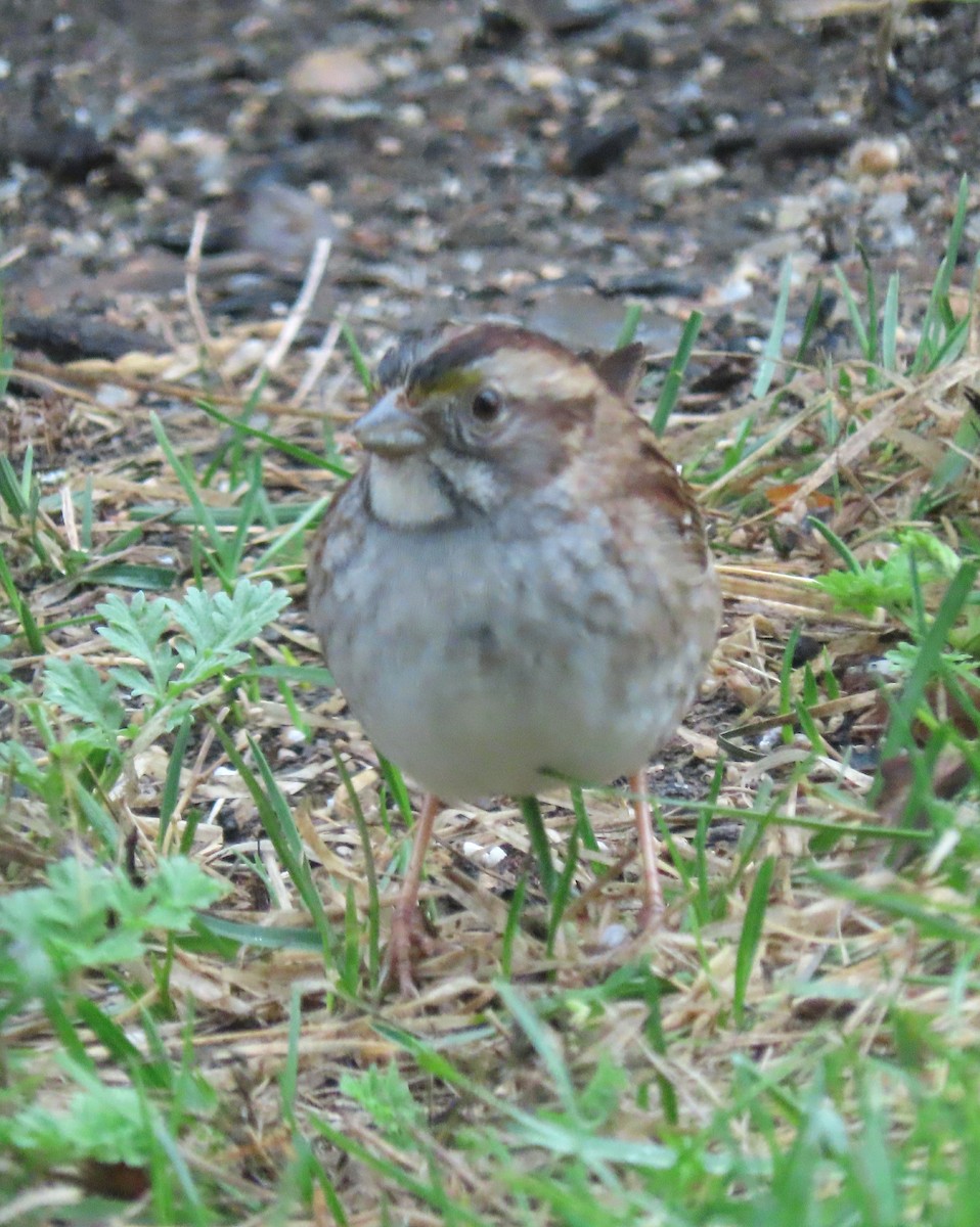 White-throated Sparrow - ML618724430