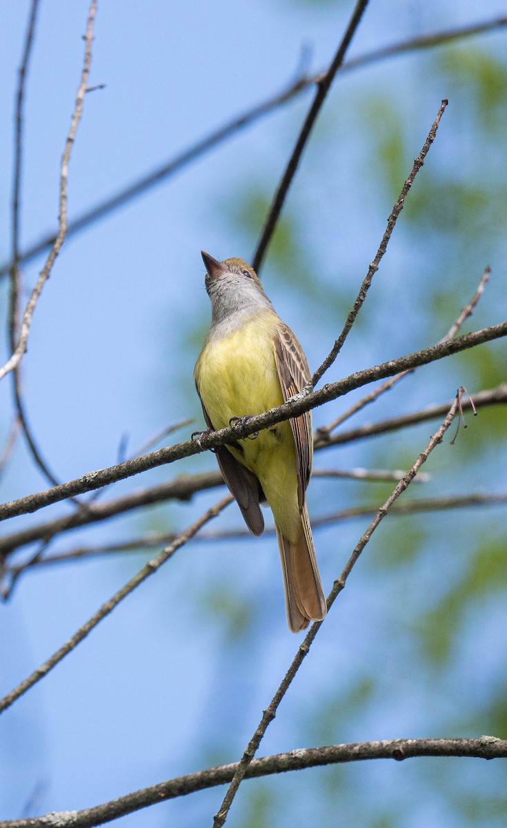 Great Crested Flycatcher - ML618724434