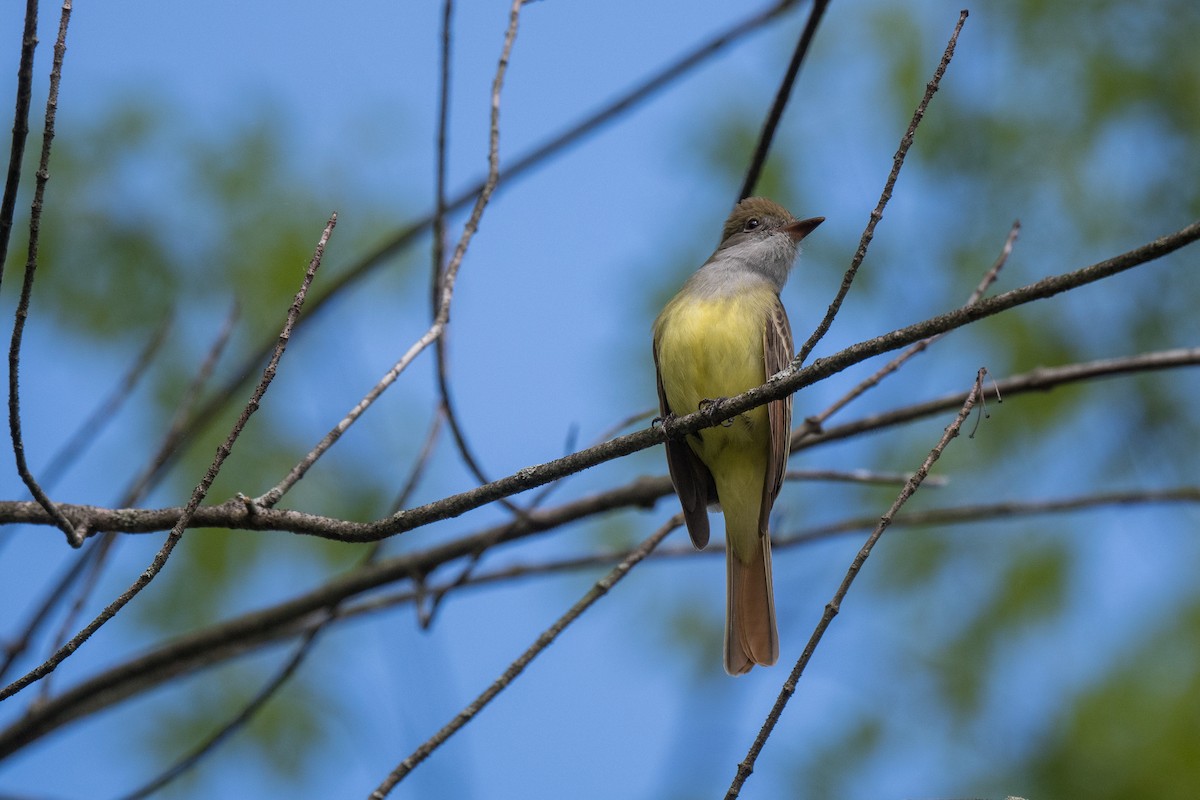 Great Crested Flycatcher - ML618724435