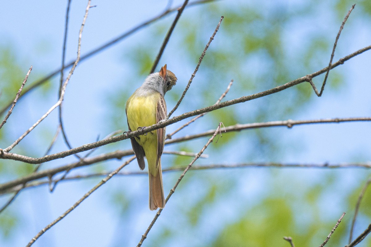 Great Crested Flycatcher - ML618724436