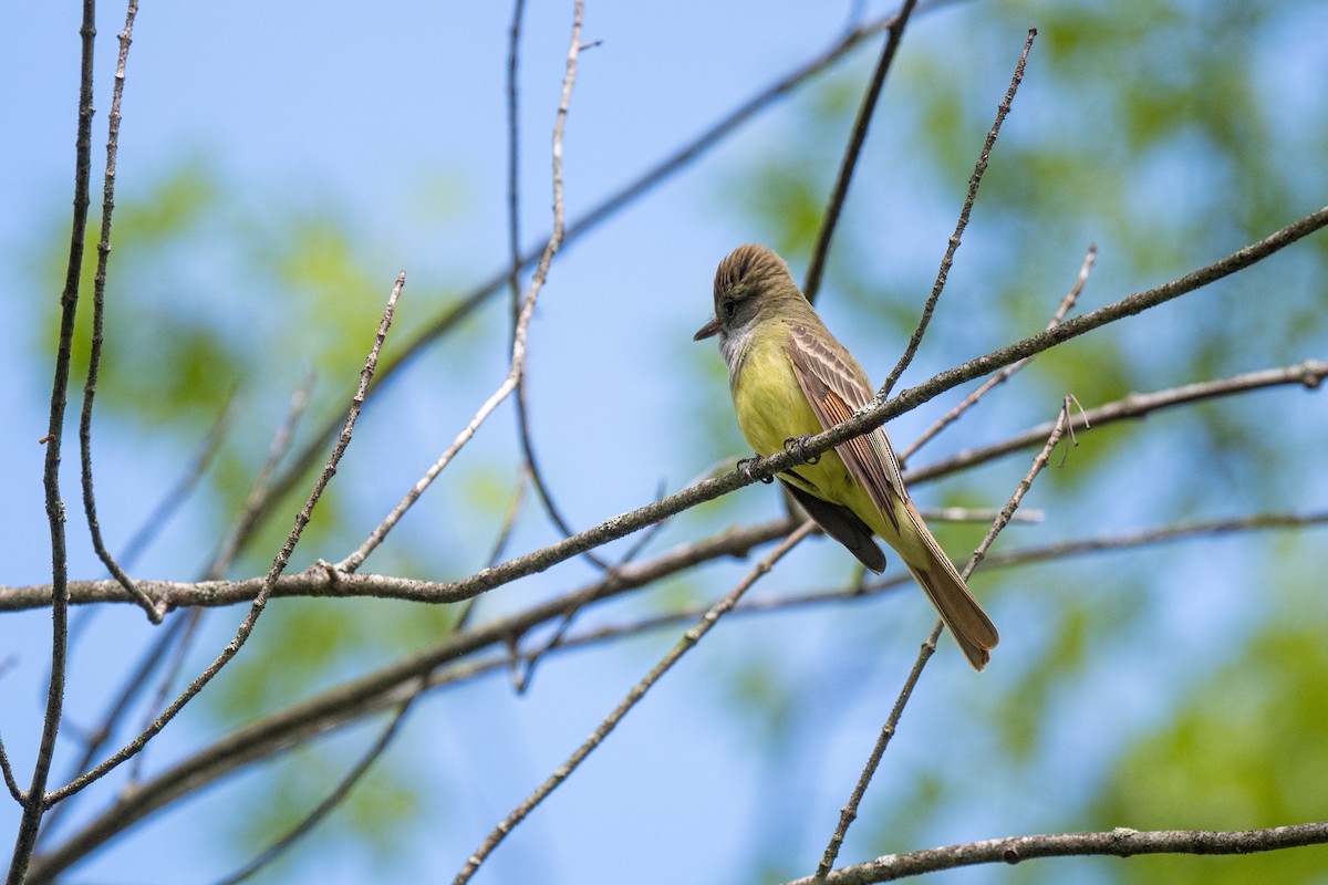 Great Crested Flycatcher - ML618724437