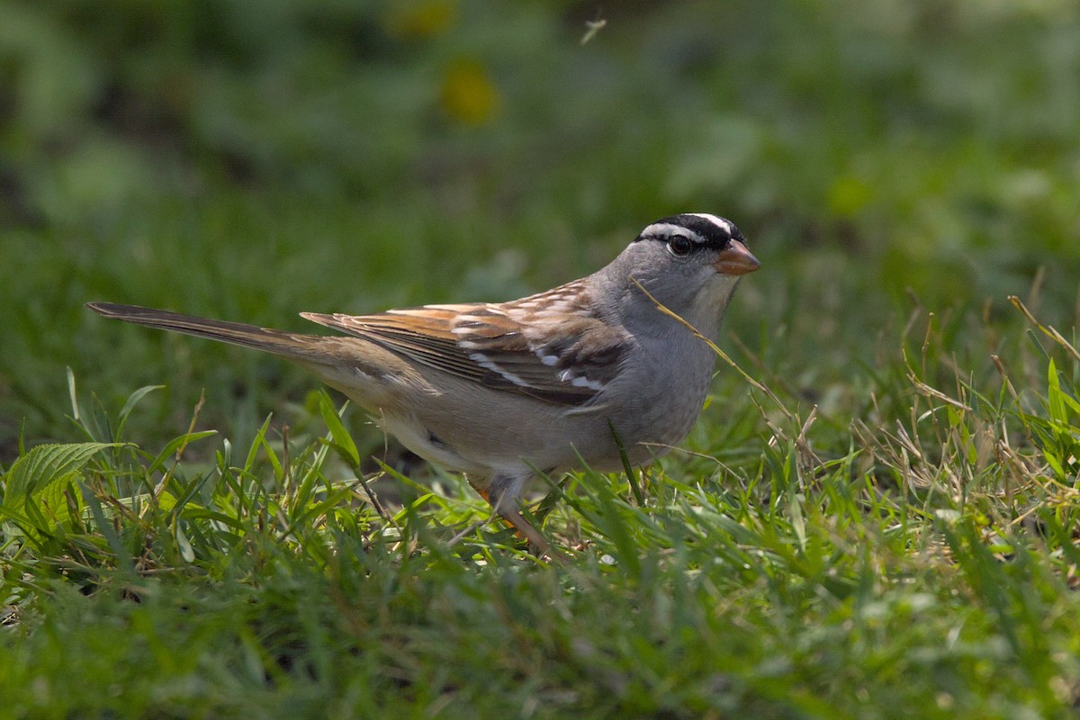 White-crowned Sparrow - ML618724490