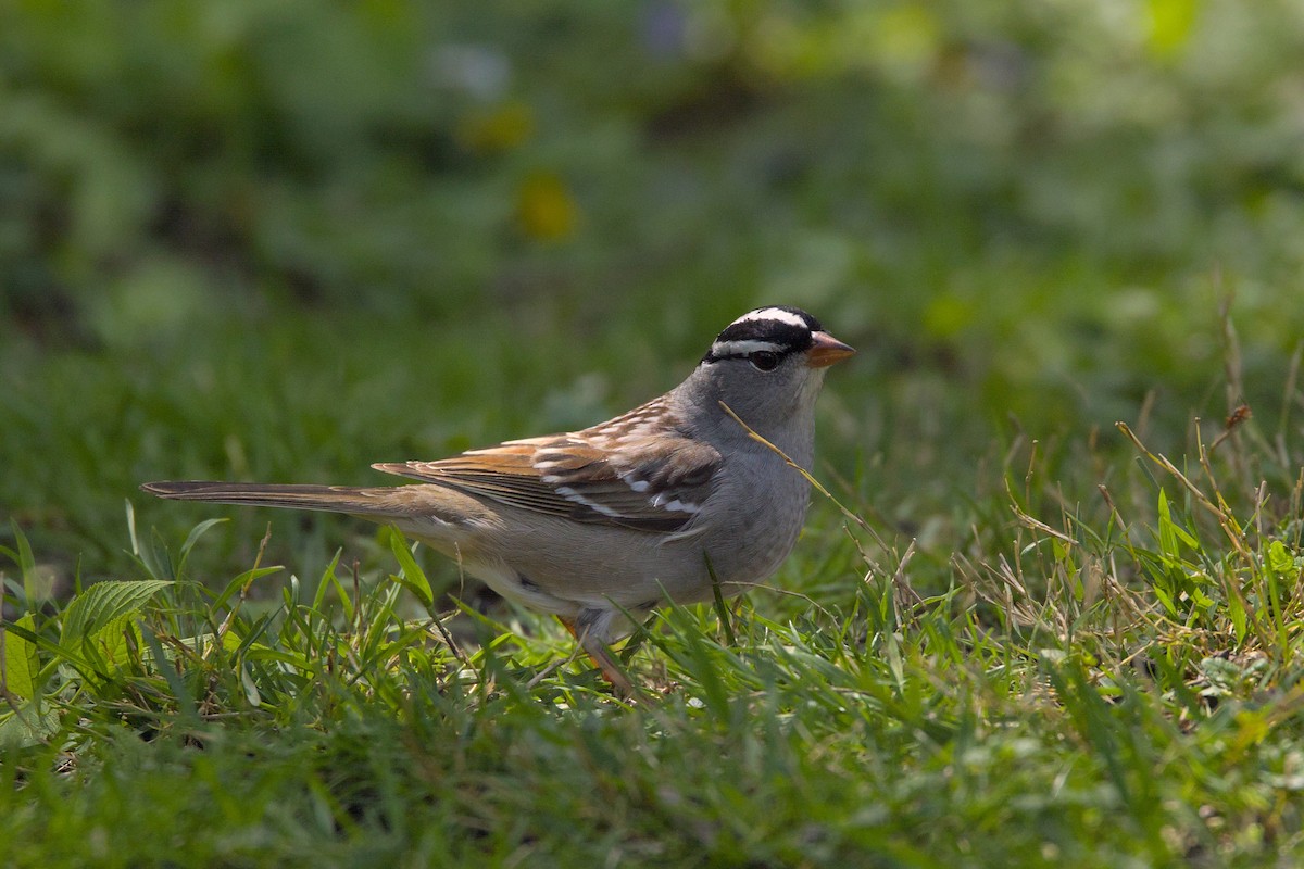 White-crowned Sparrow - ML618724491