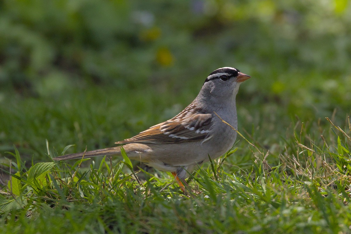 White-crowned Sparrow - ML618724492