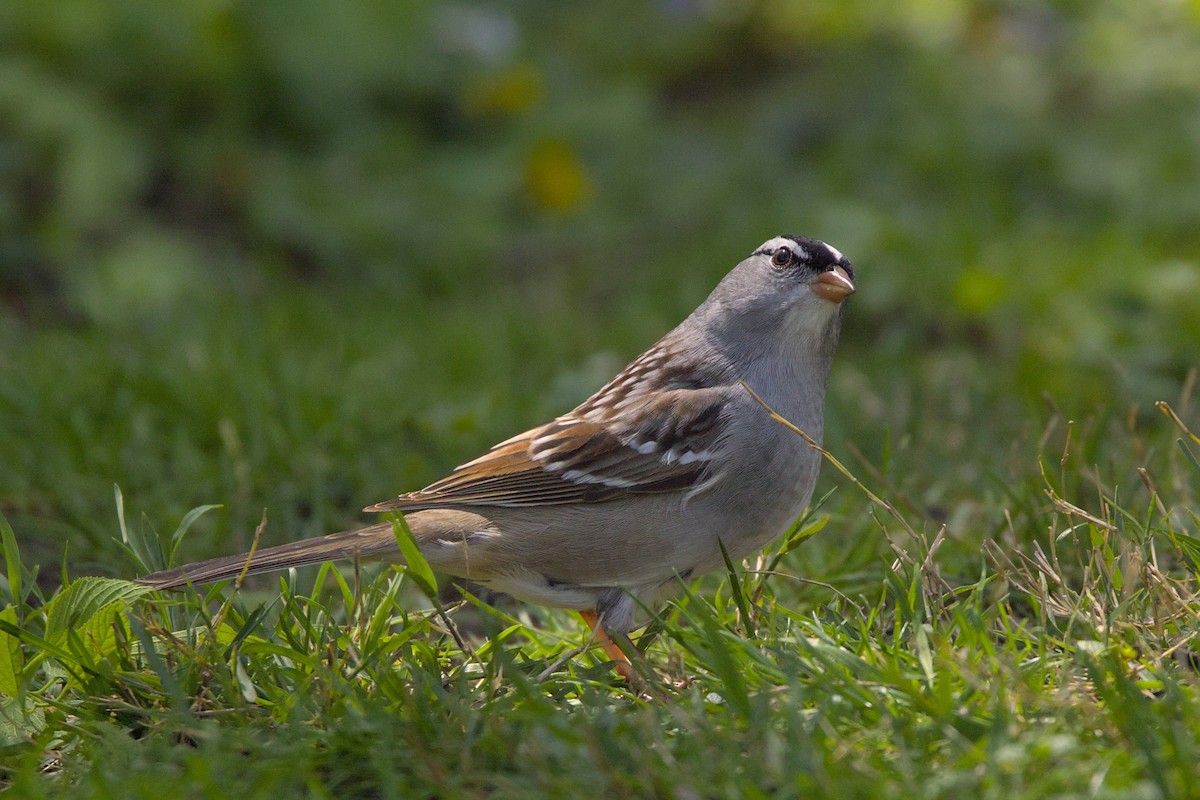 White-crowned Sparrow - ML618724493