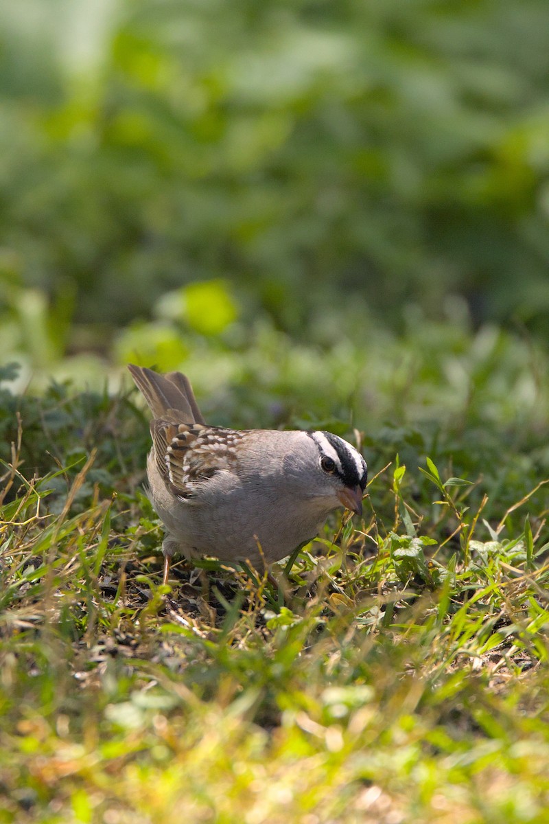 White-crowned Sparrow - ML618724496