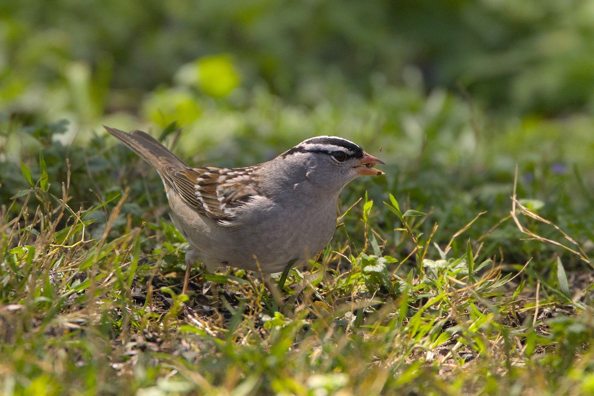 White-crowned Sparrow - ML618724498