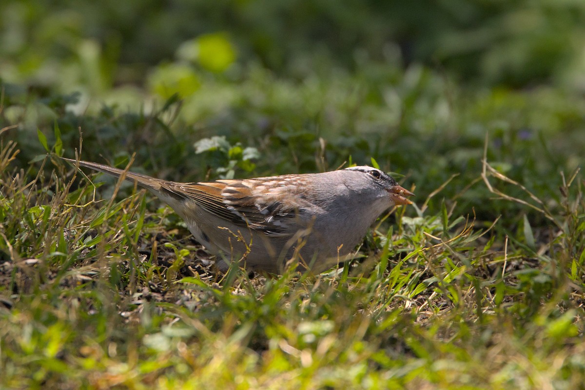 White-crowned Sparrow - ML618724499