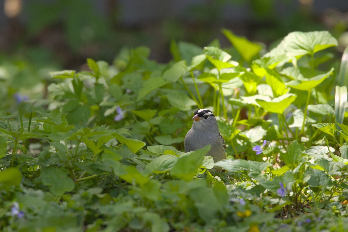 White-crowned Sparrow - ML618724500