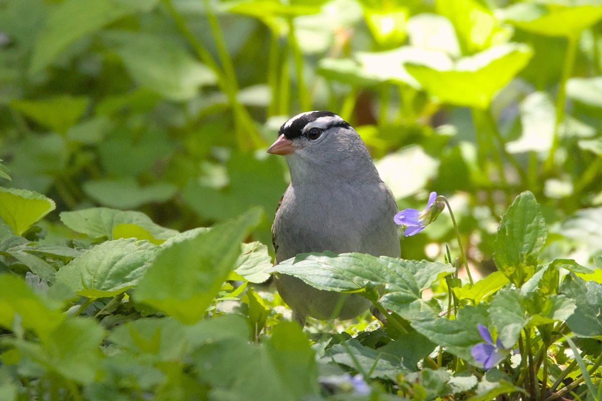 White-crowned Sparrow - ML618724501
