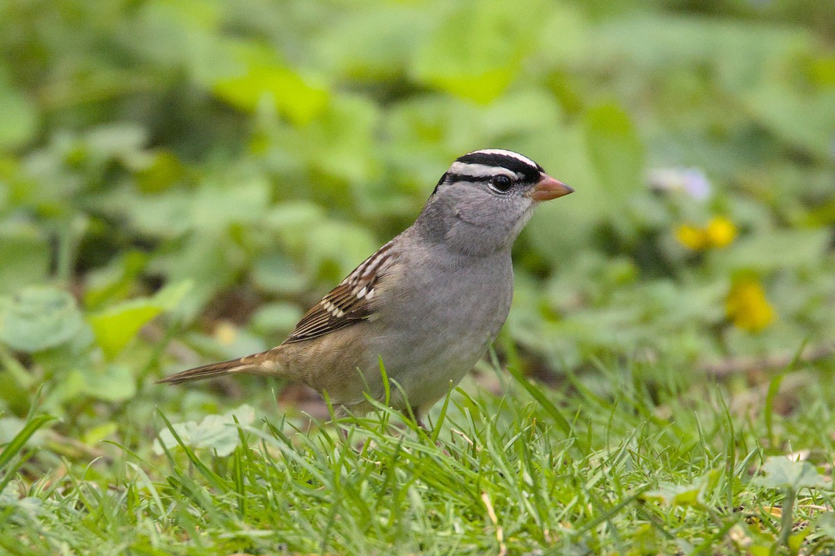 White-crowned Sparrow - ML618724502
