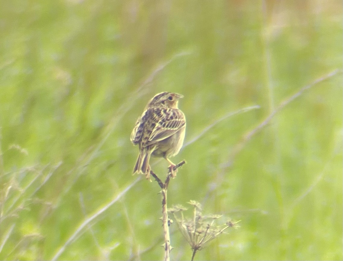 Grasshopper Sparrow - ML618724509