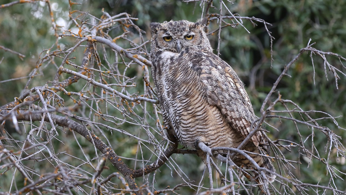 Great Horned Owl - ML618724512