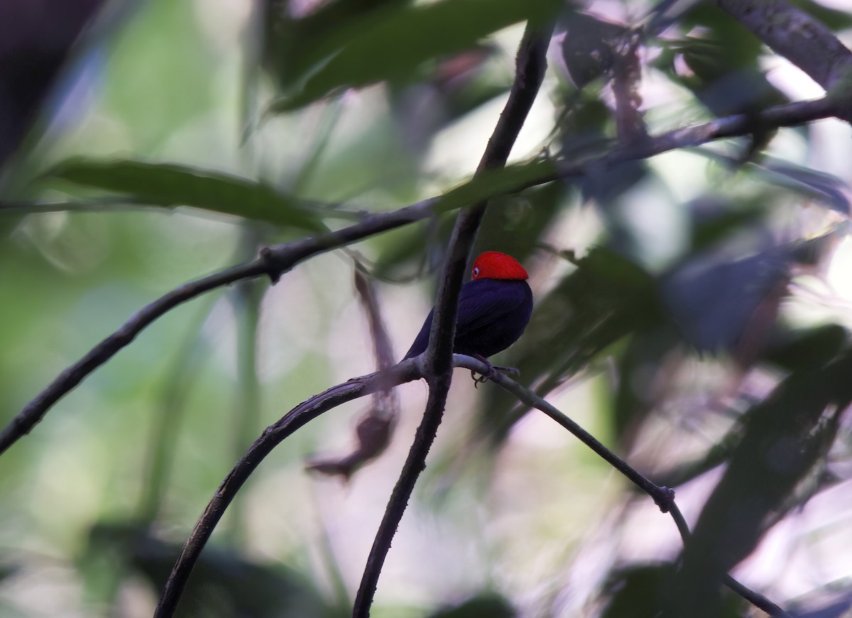 Red-capped Manakin - ML618724515