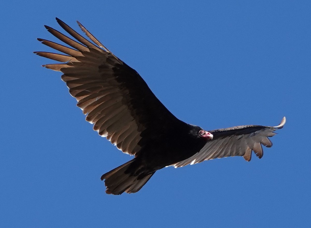 Turkey Vulture - ML618724522