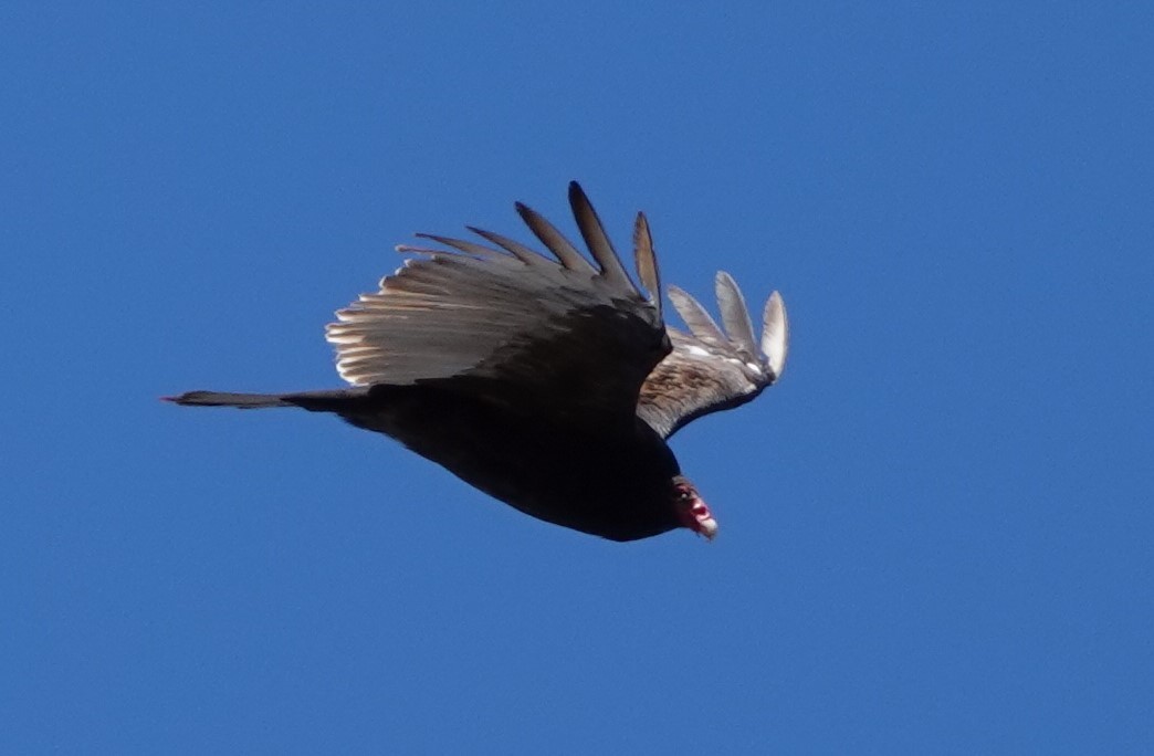 Turkey Vulture - ML618724536