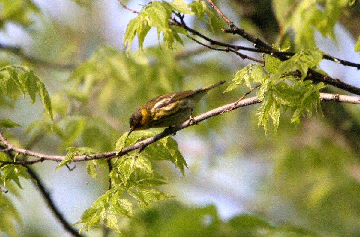 Cape May Warbler - ML618724581