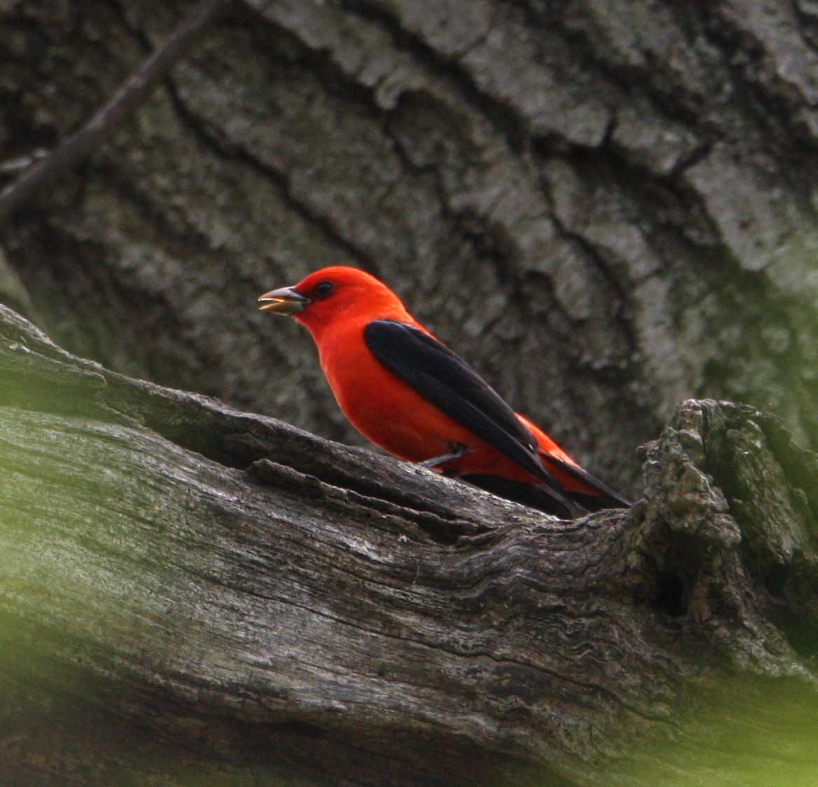 Scarlet Tanager - ML618724592
