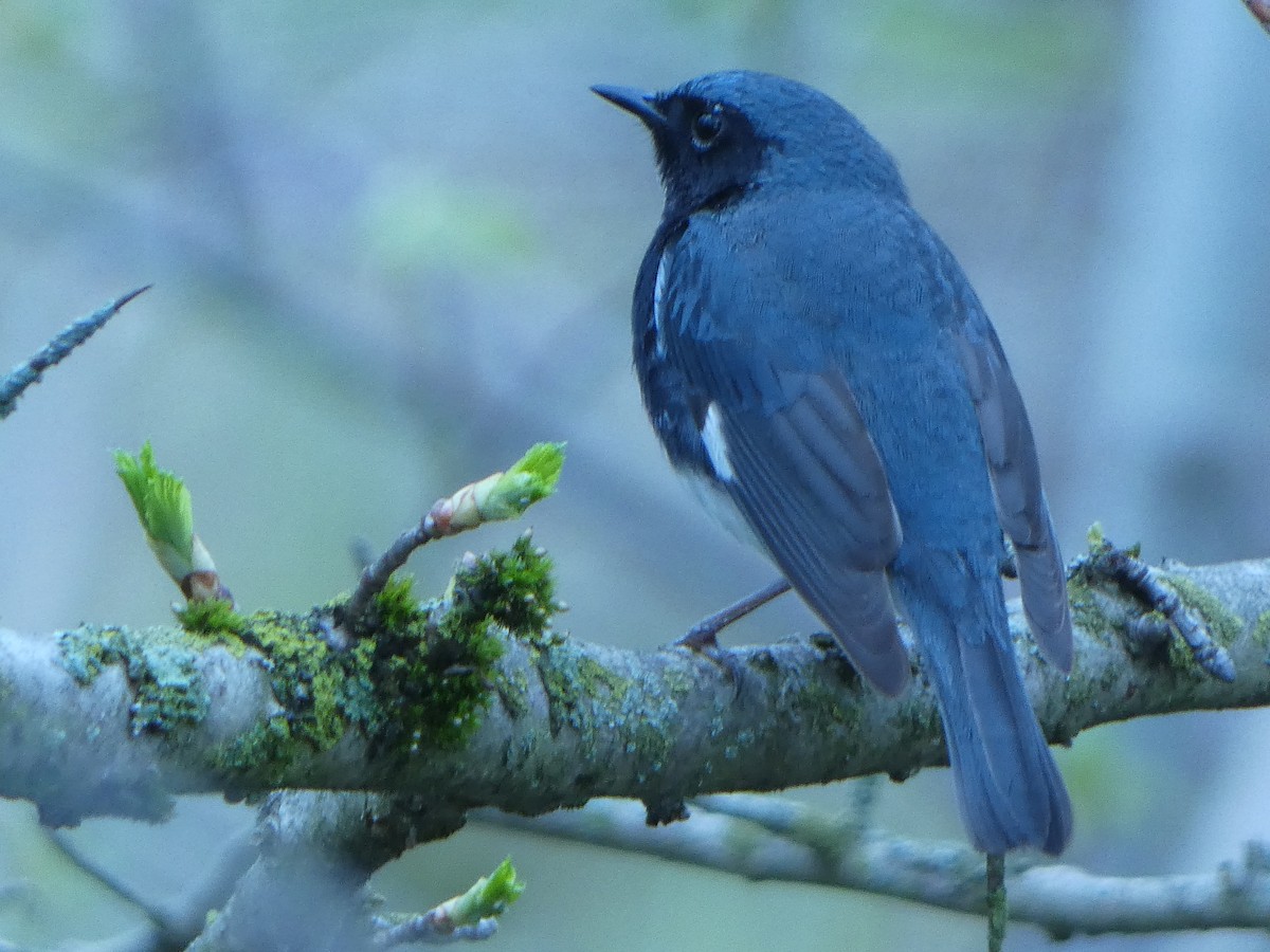 Black-throated Blue Warbler - Lucie Roy27