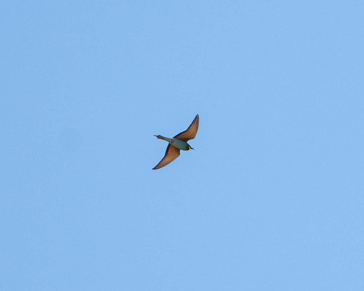 European Bee-eater - ML618724626