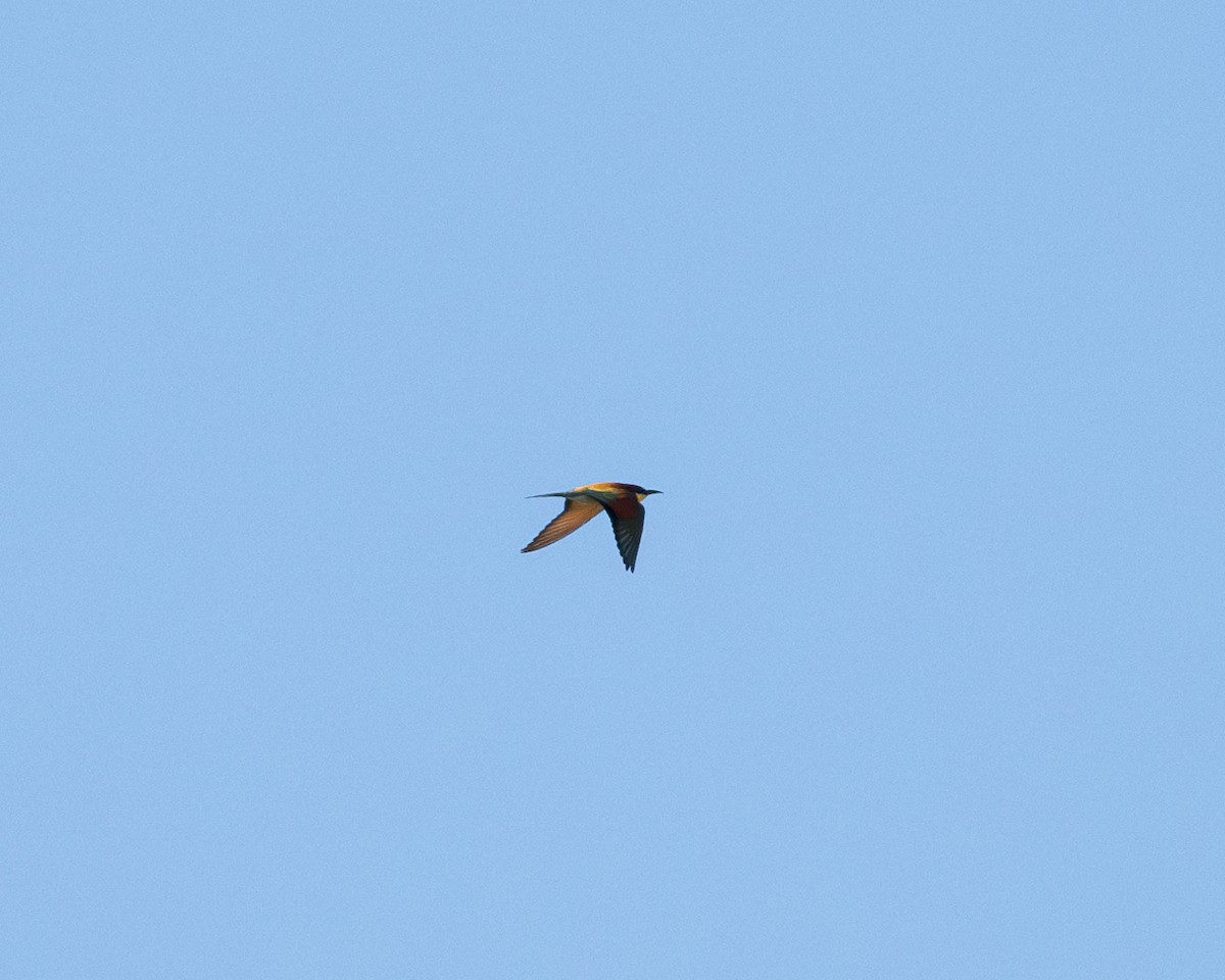 European Bee-eater - ML618724627