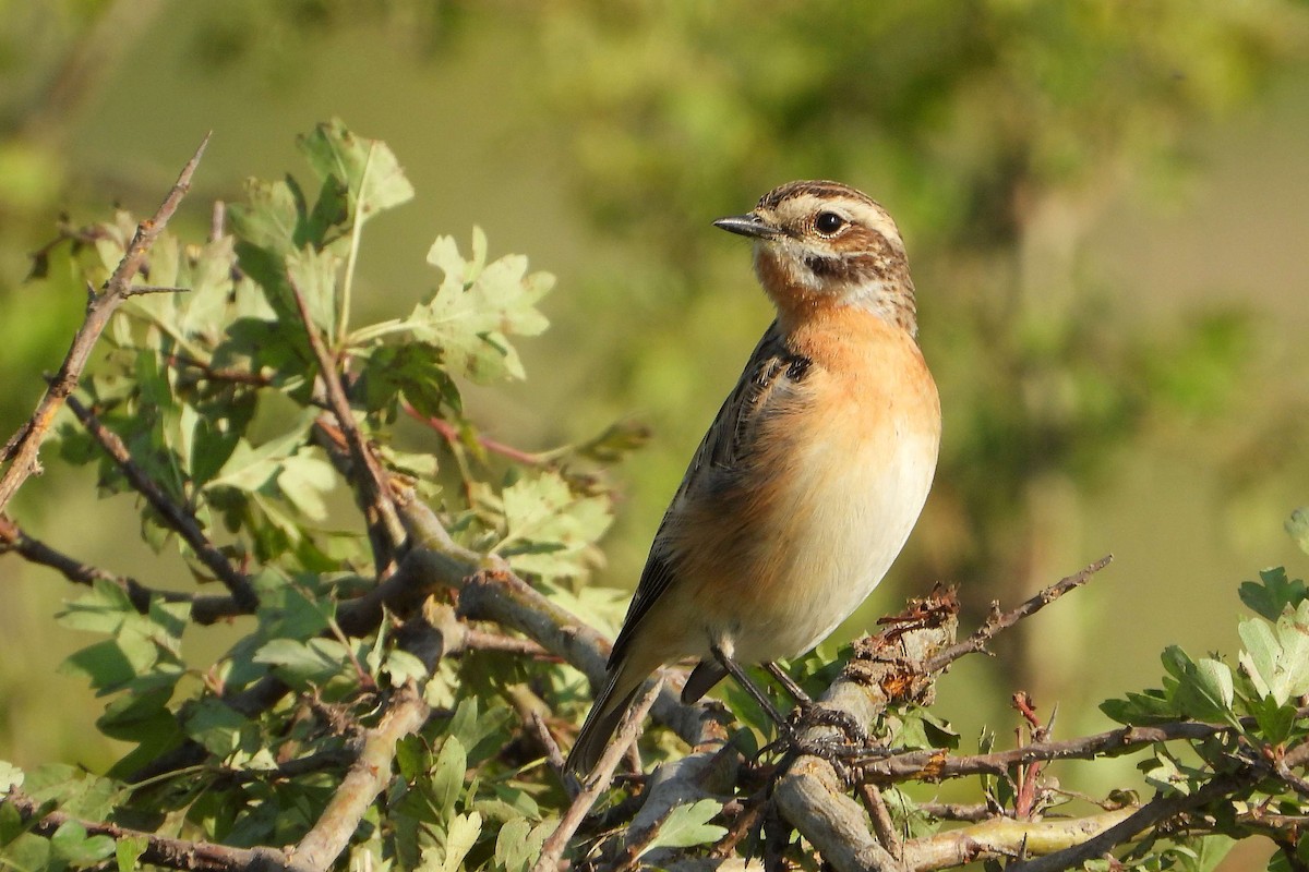 Whinchat - ML618724629