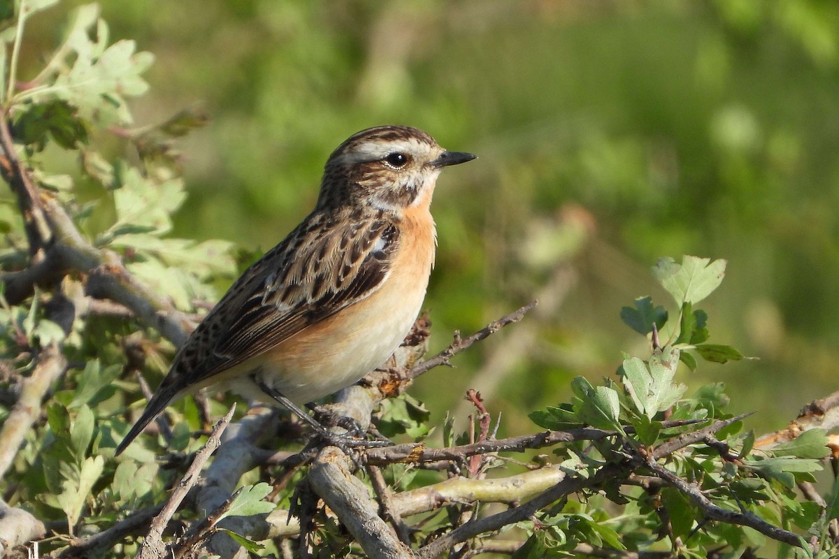 Whinchat - ML618724630