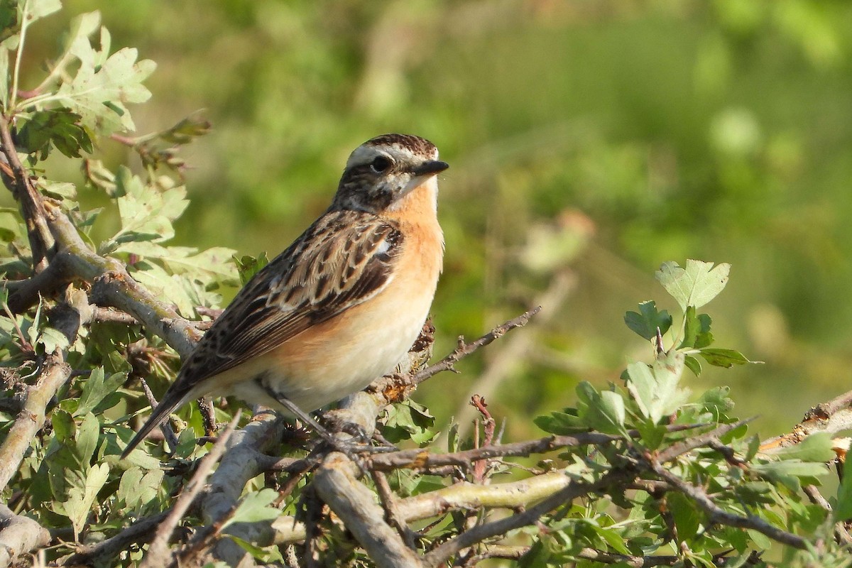Whinchat - ML618724631