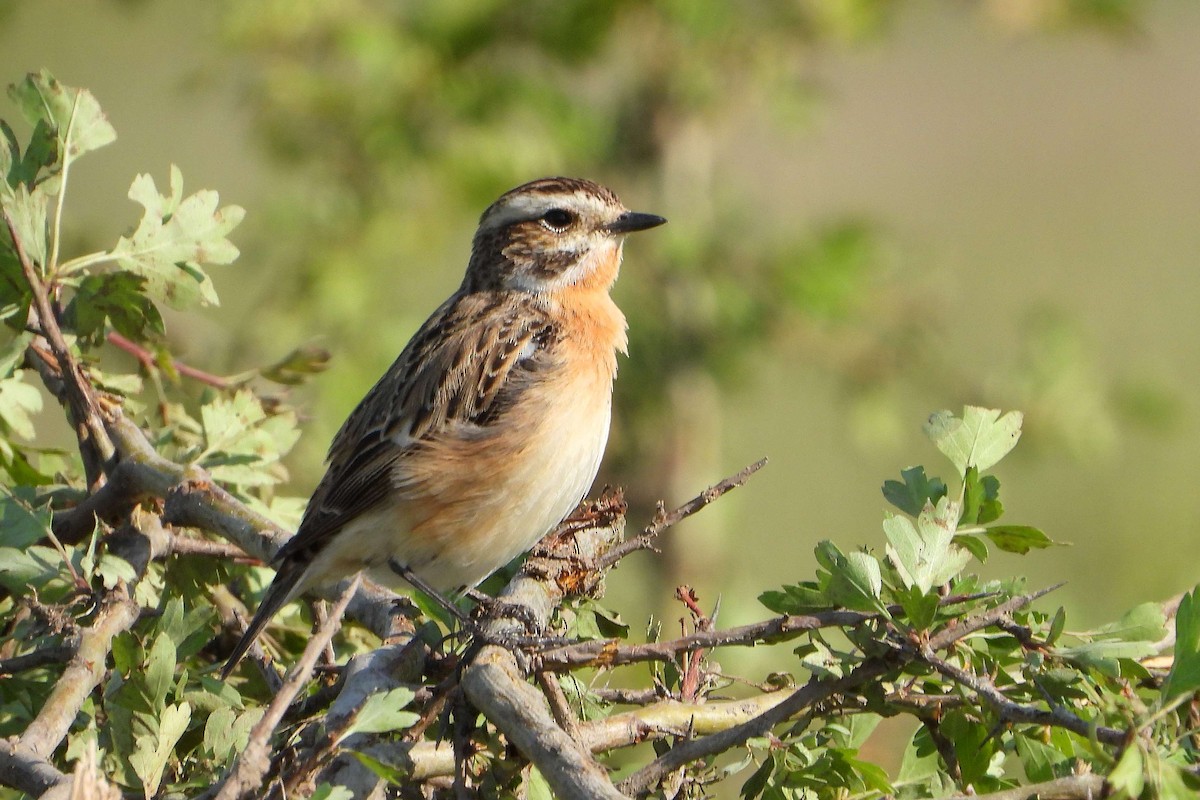 Whinchat - ML618724632