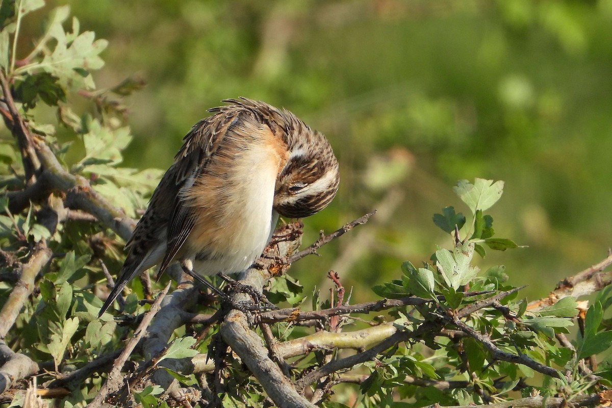 Whinchat - ML618724633