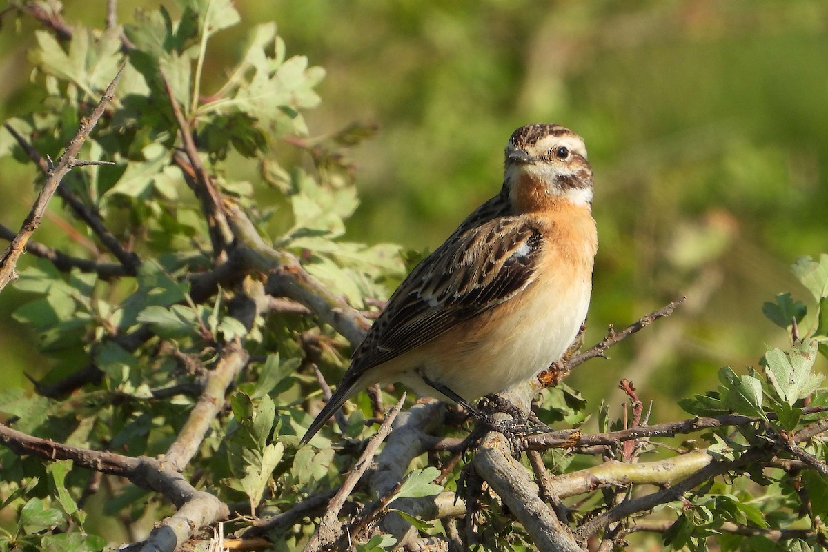 Whinchat - ML618724634