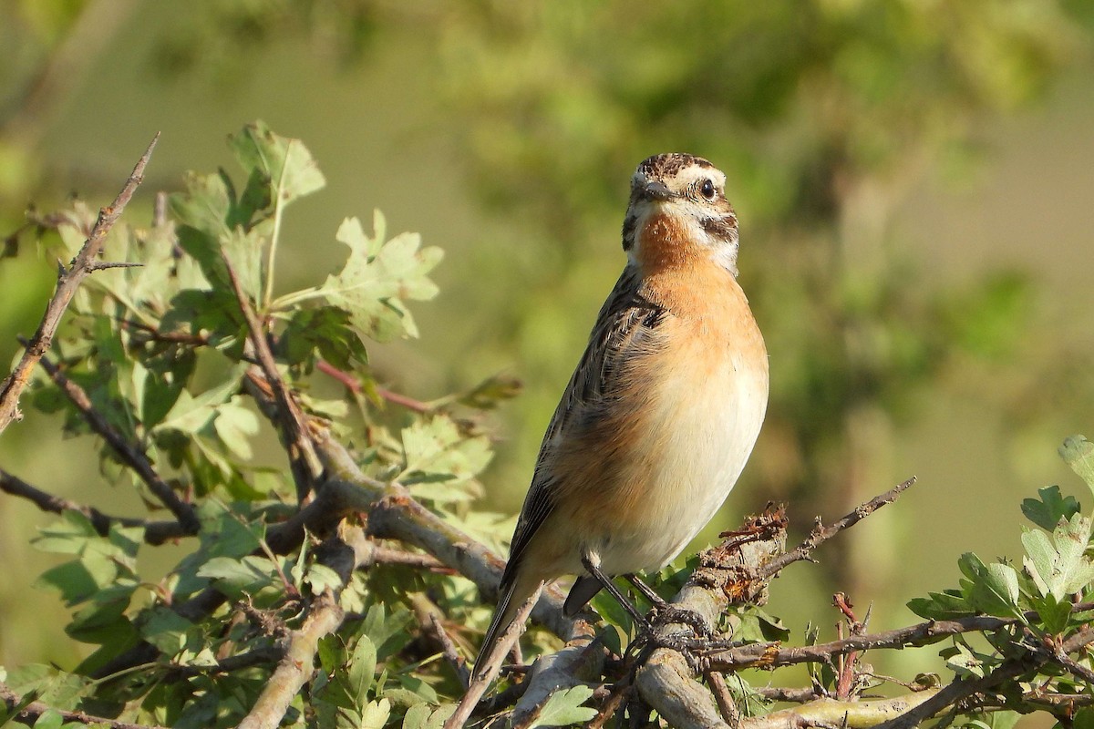 Whinchat - ML618724635