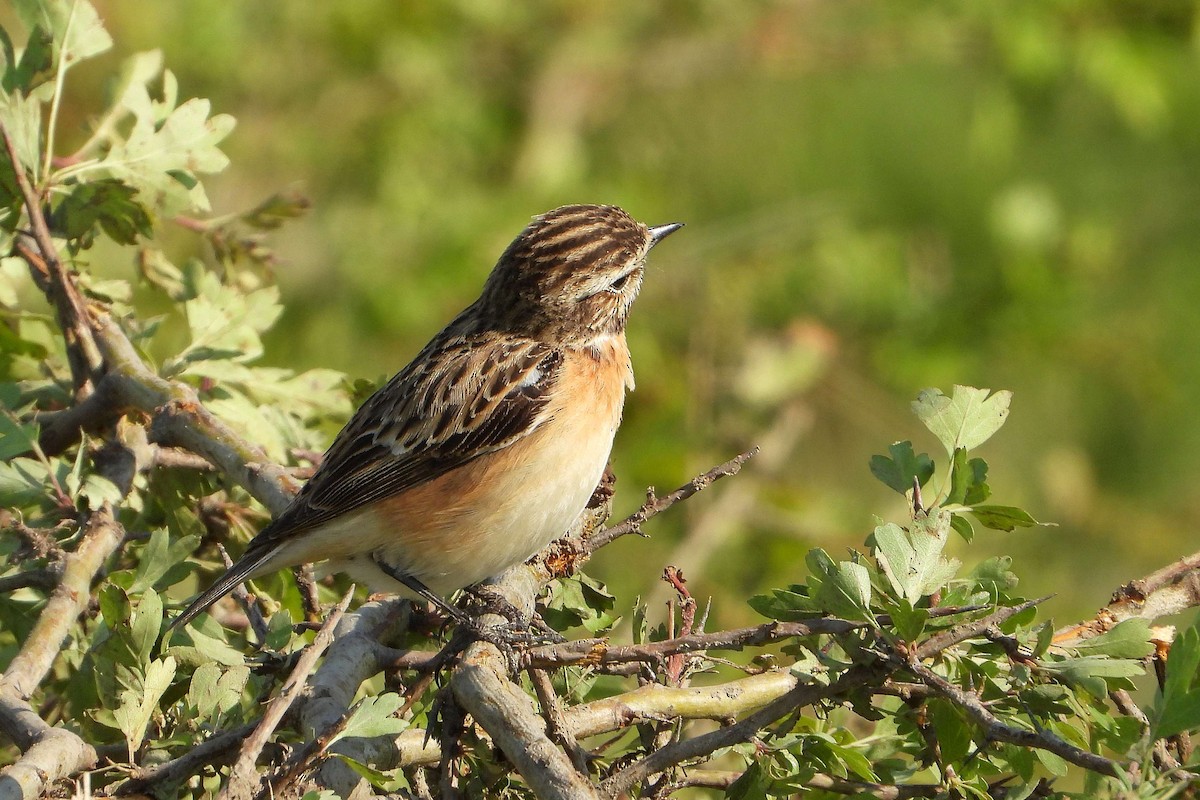 Whinchat - ML618724636