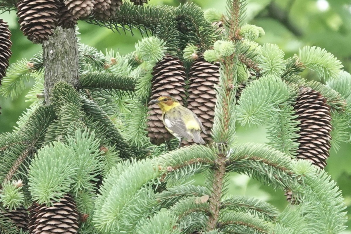 Cape May Warbler - ML618724649