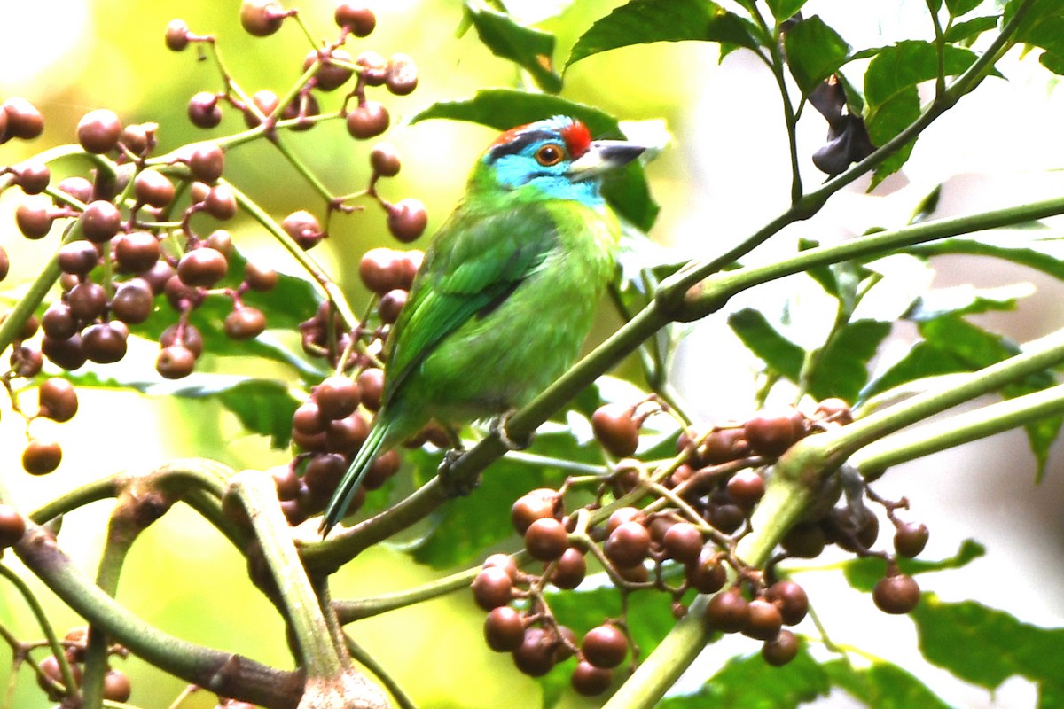 Blue-throated Barbet (Blue-crowned) - ML618724676
