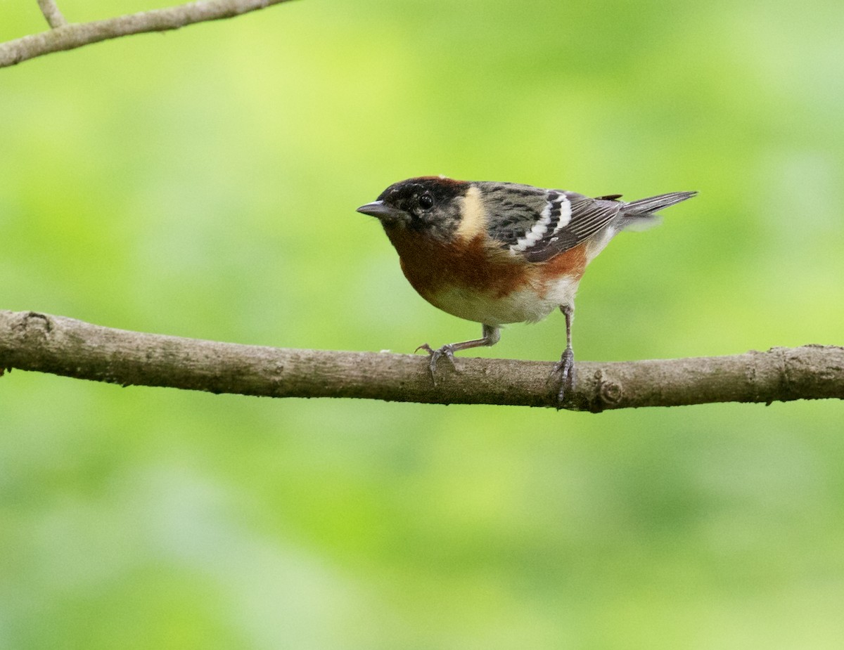 Bay-breasted Warbler - ML618724686