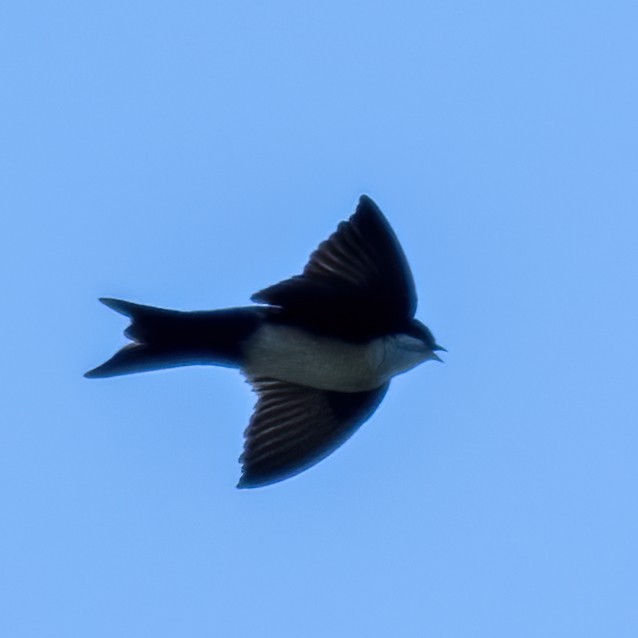 Blue-and-white Swallow - ML618724765
